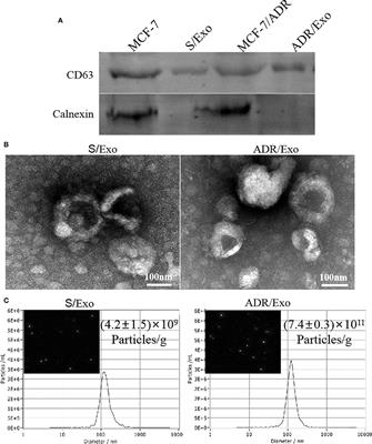 Enrichment of CD44 in Exosomes From Breast Cancer Cells Treated With Doxorubicin Promotes Chemoresistance